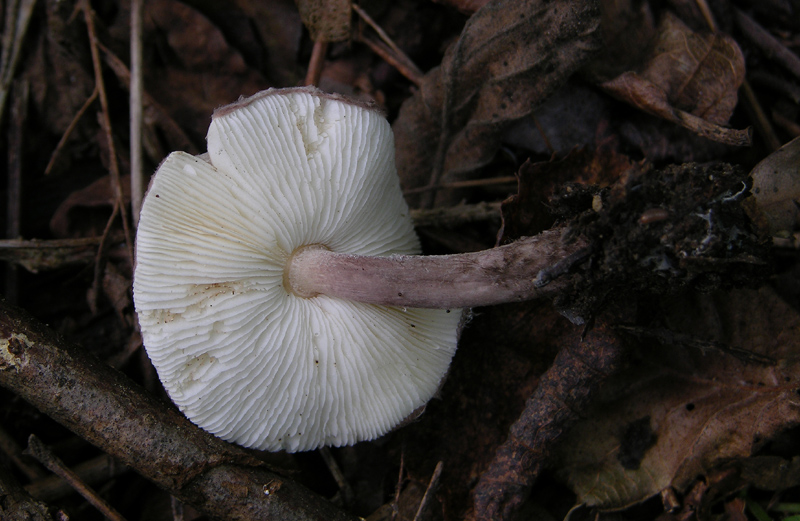 Psathyrella  e Lepiota sp.